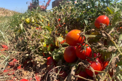 Ekim alanı daralan domateste fiyatlar çiftçi lehine 3'e katladı