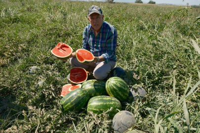 Sözleşmeli ekti 3 bin 500 ton karpuzu tarlada kaldı