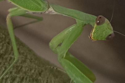 Çiftçi dostu: Peygamberdevesi