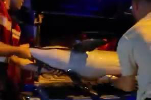 Bursa’da ölü yunus balığı kıyıya vurdu