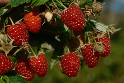 Türkiye'nin ihtiyacını Bursa'daki bu ilçe üretiyor