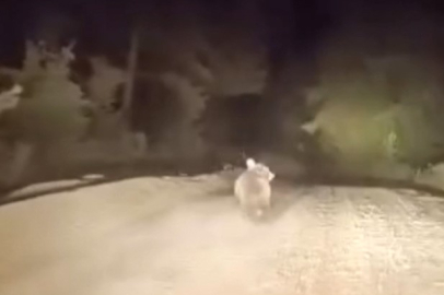 Dağ yolunda sürücüyle karşılaşan ayının panik anları