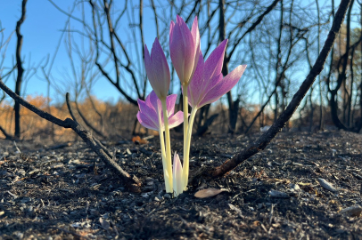 Yanan ormanda açan çiçek gönülleri ısıttı
