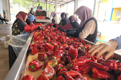 Hollanda'nın biber salçasını İnegöllü kadınlar üretiyor