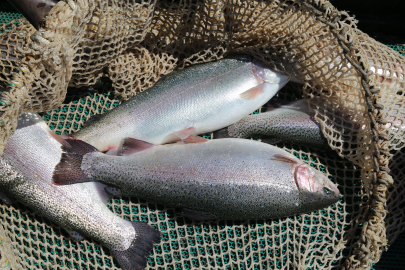 Tatlı sudan tuzlu suya daldık, AB'de lider olduk