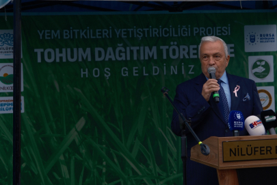 Bursa'da büyükbaşlar İtalyan çimi ile beslenecek