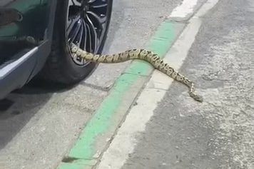 Bursa’da otomobilin jantından yılan çıktı