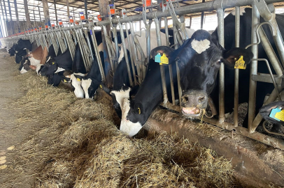 Kırmızı et fiyatlarının ateşi düştü