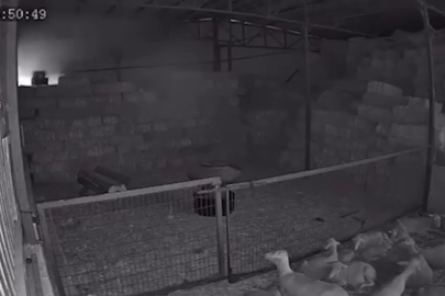 Mudanya'da ahır ve samanlık yangınında 170 hayvan küle döndü, o anlar kamerada