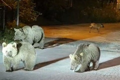 Dağcılar ayılarla burun buruna geldi