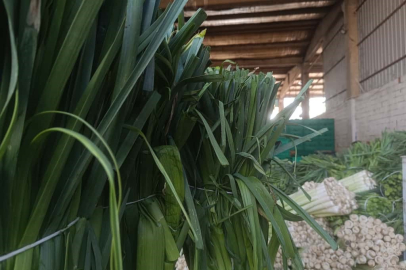 Kışlık ürünlerde hasat başladı