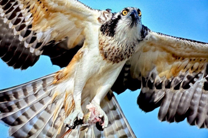 Türkiye’de nadir görülen balık kartalı Bursa’da görüntülendi