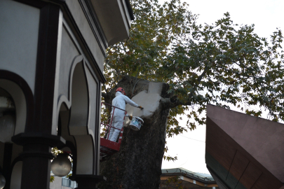 Bursa'nın asırlık çınarı koruma altına alındı