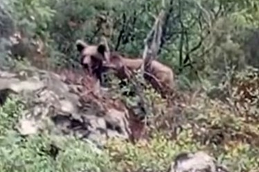 Bursa'da kaymakamlık uyardı: Dikkat ayı çıkabilir