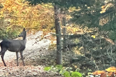 Orman sofrasında Kızıl Geyik öğle yemeğinde