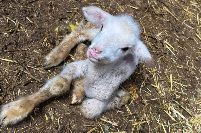 Annesi ve kardeşleri ölen kuzunun yürek burkan hikayesi