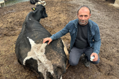 Şap vurdu: 35 litre süt veren sığırdan bir çay bardağı süt almaya başladı