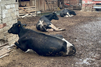 "8 buzağımızı şapa verdik"