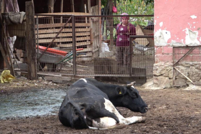 Şapa karşı en radikal koruma aşı: Aşılamayı ihmal etmeyin