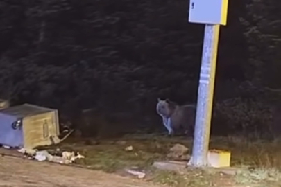 Uludağ'da kış uykusuna yatmayan ayılar, çöp konteynerlerini talan etti