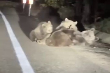 Uludağ'da vahşi doğanın en tatlı anı... Anne ayı yavrularını emzirirken görüntülendi