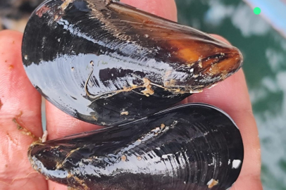 İstanbul'daki gıda zehirlenmesi ve kaçak midye gerçeği