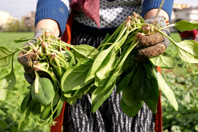 Osmangazi Belediyesi Doğal Üretimle Sofralara Sağlık Sunuyor