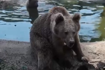 Kış uykusundan önce son banyo