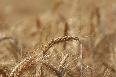 Küresel tahıl üretiminde 105 milyon tonluk rekor artış bekleniyor