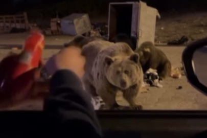 Uludağ’da ayı ailesine sucuk ziyafeti çekerken saldırıya uğradı