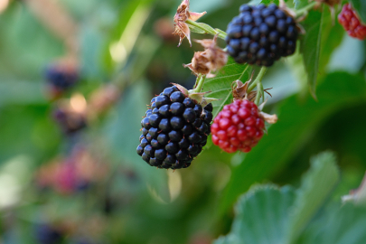 Bursa Büyükşehir 9 üründe fide ve fidan desteğinde bulunacak