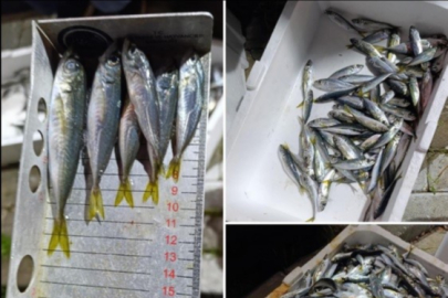 Küçük boyda avlanan balıklara el konuldu