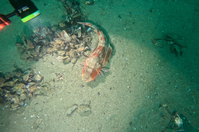 Marmara Denizi'nin ekolojik yapısı mercek altında