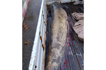 Yakalanan 65 kiloluk dev balık, görenleri şaşkına çevirdi