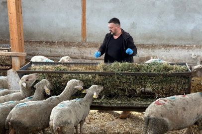 Şap mağduru üreticiler destek bekliyor