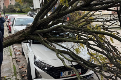Bursa’da devrilen ağaç korku dolu anlar yaşattı