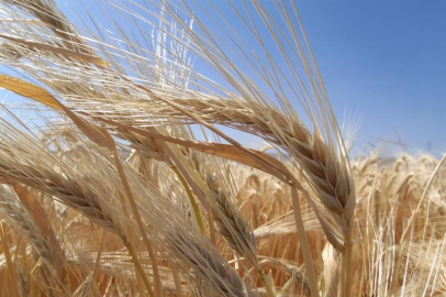 Kuraklık arpa ekimini artırdı