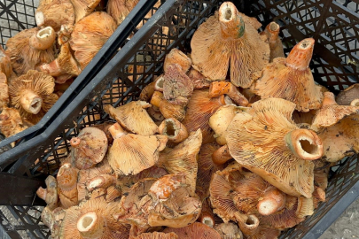 Yağmur yağdı, fiyatı 300 liradan 100 liraya düştü