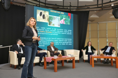 Kestane Büyükşehir'le filizleniyor