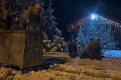 Kış uykusuna yatmayan ayılar böyle görüntülendi
