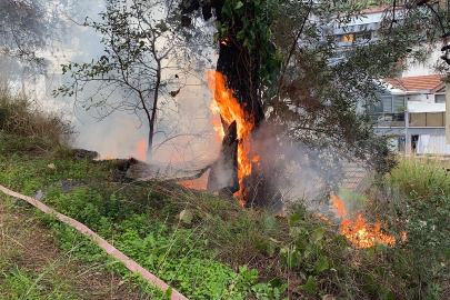 Çamlık alanda çıkan yangın büyümeden söndürüldü