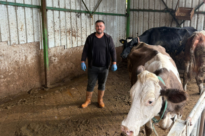 Şap hastalığına bir hayvanını daha verdi