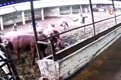 Üzerine zıplayan boğanın darbesiyle yere serildi: O anlar kamerada