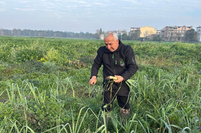 Ata tohumundan ilaç kullanılmadan üretiliyor, Kent Lokantası'ndaki yemeklerde kullanılıyor