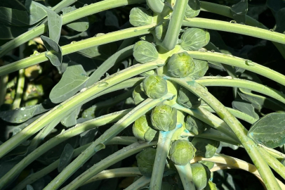 Rusya ve Hollanda lahanayı "Brüksel"den değil İznik'ten alıyor