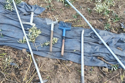 Zeytinleri dalından çaldılar