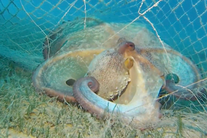 Hayalet ağlarla mücadelede 420 milyon metrekare alan tarandı