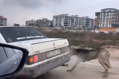 Köpeği aracın arkasına bağlayarak seyretti