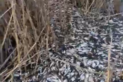 Uluabat Deresi’nde binlerce balık ölü bulundu