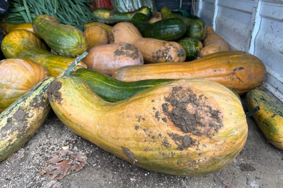 Osmangazi'de 30 kilogramlık Kıbrıs bal kabağı yetiştirildi